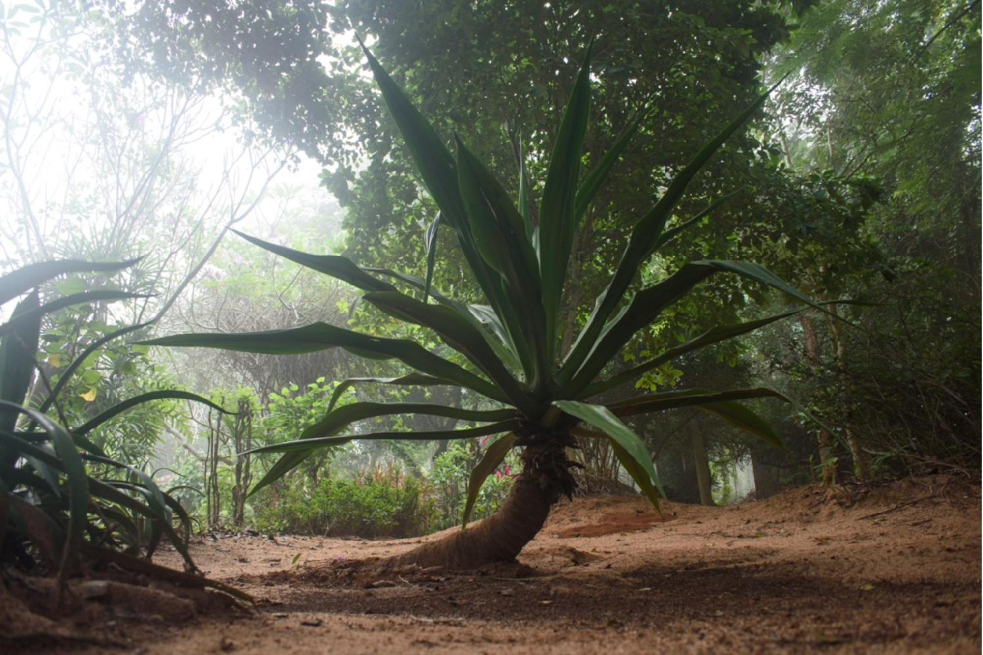 गेस्ट हाउस Gaia's Garden